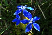 18 Genziana alata (Gentiana utricolosa)